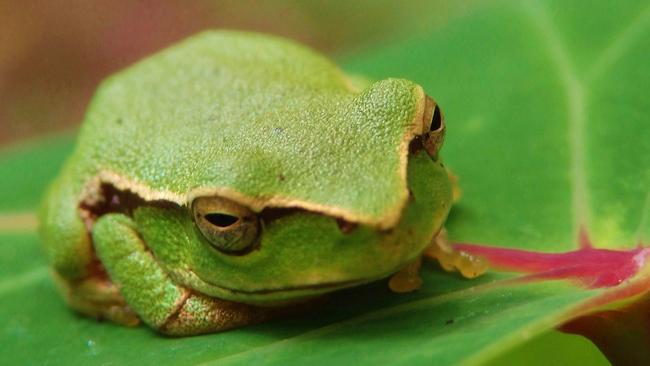 "Oblivious”, a photograph with the first leaf-green tree frog Steve saw at Hunts Creek in Carlingford. Picture: Steve Paterson