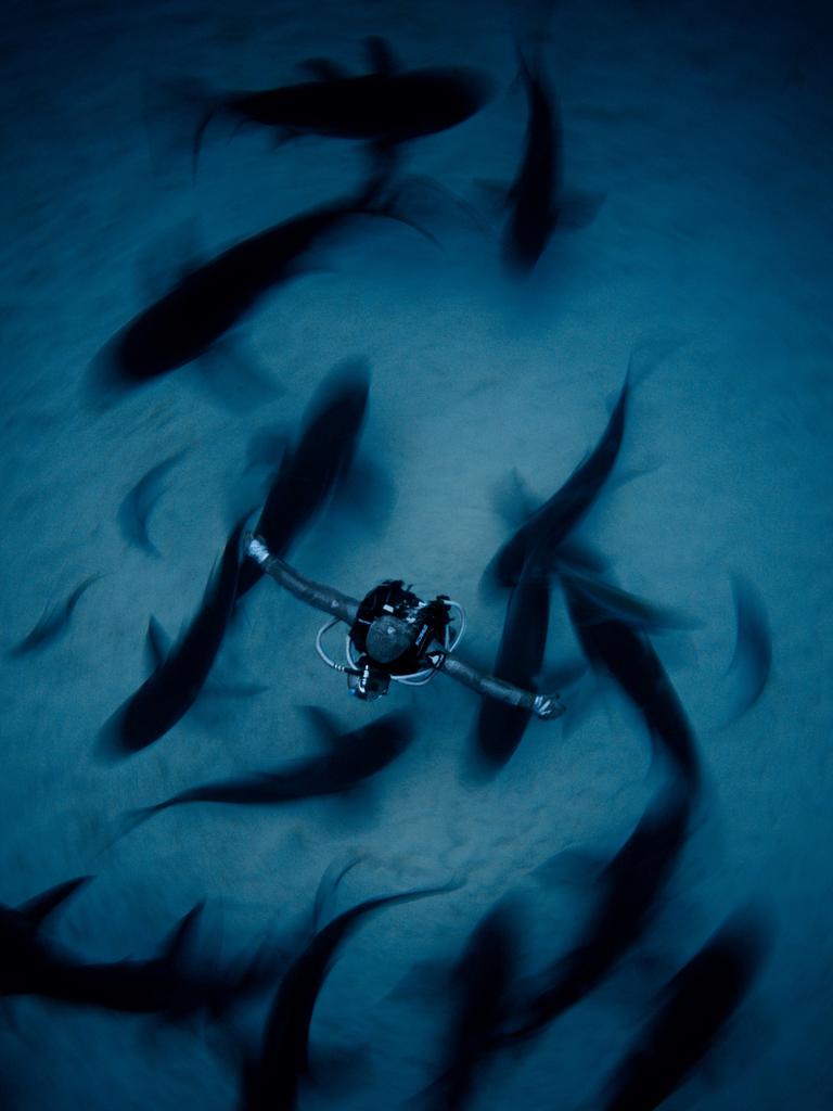 Underwater Photographer of the Year 2018. RUNNER UP Category 1. Wide Angle Credit name: Fan Ping/UPY 2018 Nationality: China Image caption: Surrounded Country taken: The Bahamas Location: Shark junction, Freeport. “Shark behaviourist Ms. Cristina Zenato has been studying Caribbean Reef Sharks near Freeport in The Bahamas for over 24 years The unique bond between her and the sharks allows her to get really close to them without putting them into tonic immobility and this has been helping many scientists and conservationists better understand and protect this beautiful species.”