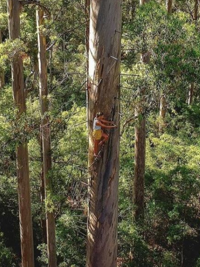 The tree is 75m tall.