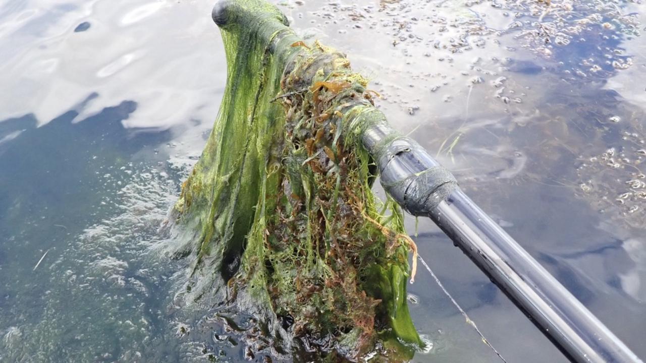 Filamentous algae in Long Bay. As this algae does not have roots, it is an indicator of the level of nutrients in the water. Picture: Contributed