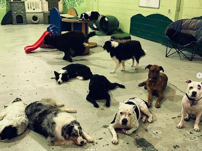 Woof N Wags Doggie Day care in Underwood. Picture: @woofnwags_doggie_daycare