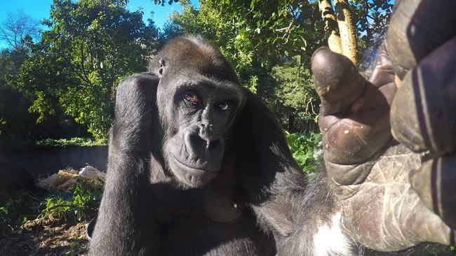 Female gorilla Kimya looks coy in her selfie. Picture: David Caird