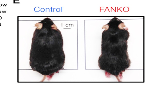 Mice on the same high fat diet became obese (left) or stayed slim (right) after having its NAMPT enzyme genetically deleted.