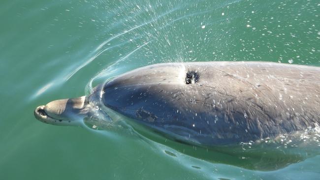 The Port River dolphin Twinkle was injured in March, 2021. Scratches are visible around his blowhole and part of his mandible was missing. Picture: Jenni Wyrsta