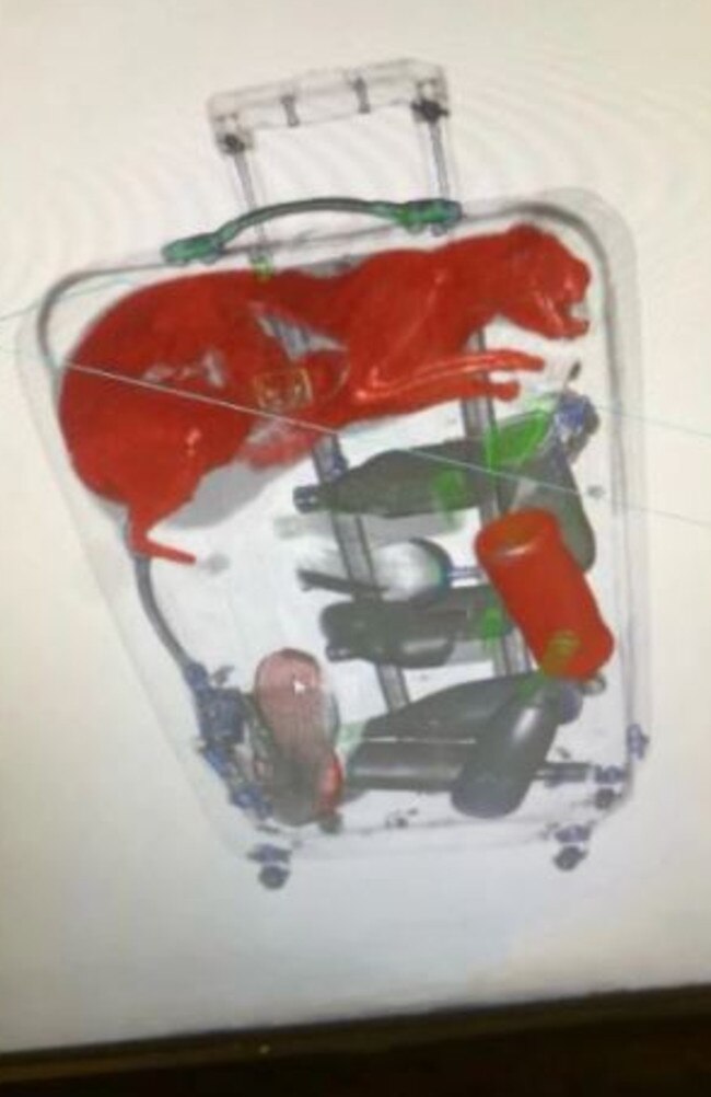 And the month before, a pet cat was discovered in a passenger’s suitcase. Picture: TSA