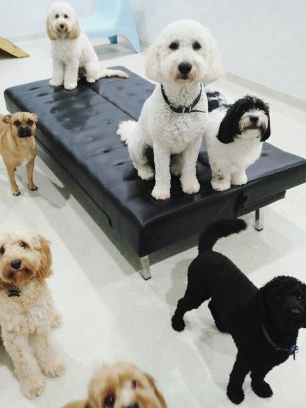 Doggy daycare friends at Mr Teddy Bear doggy daycare in Bowen Hills. Picture: instagram.com/mrteddybearau