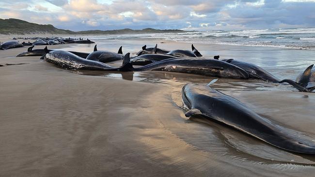 Local resident Jocelyn Flint has been on the beach since 6am on Wednesday with the stranded whales. Picture: Jocelyn Flint