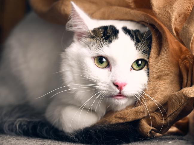 Research shows older cats are less likely to be adopted.