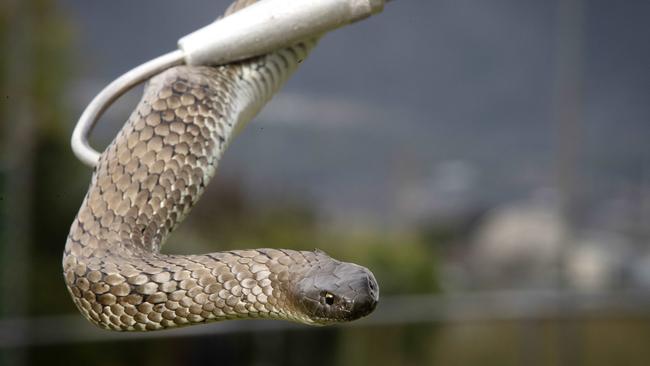 Australians can expect to see more baby snakes after perfect weather conditions for breeding. Picture: Chris Kidd