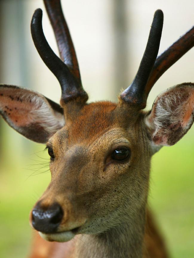 Residents say deer are destroying vegetation in Melbourne’s east.