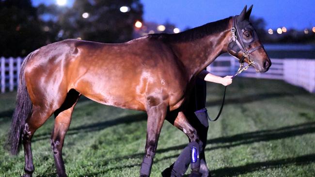 Sydney racehorse Winx was paraded for the cameras ahead of Saturday’s Turnbull Stakes Day. Picture: AAP