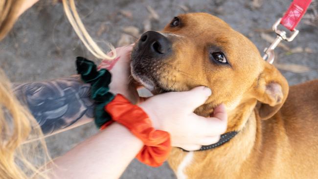 Staffordshire Bull Terrier Saint. Picture: Danica Clayton