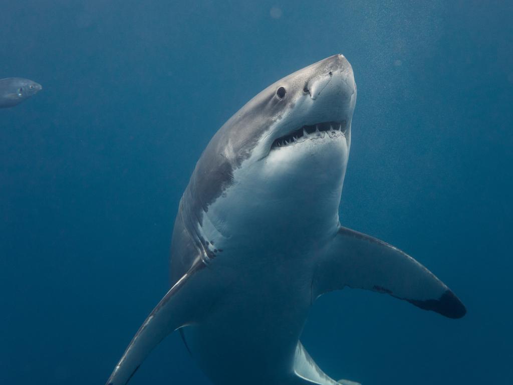 Great white sharks have been tracked on a website. Picture: Jem Cresswell/Tourism SA