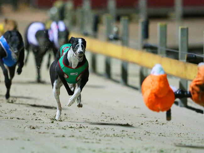 Greyhound dogs race at the Wentworth Park stadium in Sydney, Wednesday, July 13, 2016. Greyhound racing has returned to Sydney's Wentworth Park and other NSW tracks for the first time since the state government announced plans to ban it. Last week Premier Mike Baird announced plans to shut down the sport in NSW following a Special Commission of Inquiry report that found "chilling" evidence of systemic animal cruelty within the industry. (AAP Image/David Moir) NO ARCHIVING, EDITORIAL USE ONLY