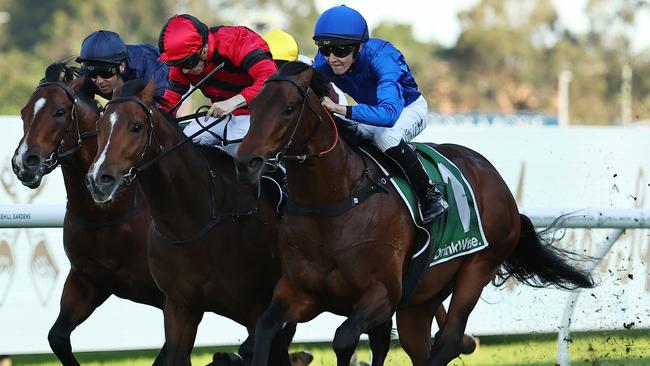 Zac Lloyd guides Traffic Warden to a smart win in the Run To The Rose at Rosehill. Picture: Getty Images