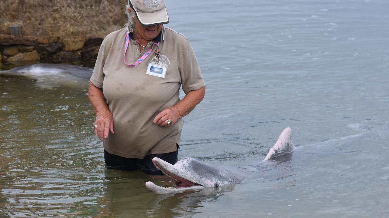 Dolphin feeding in Tin Can Bay