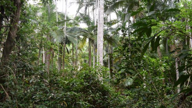 Native forest regeneration schemes should be properly assessed before being allowed to generate carbon credits, Professor Andrew Macintosh says.