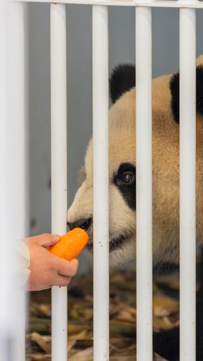 Adelaide Zoo's new pandas arrive from China