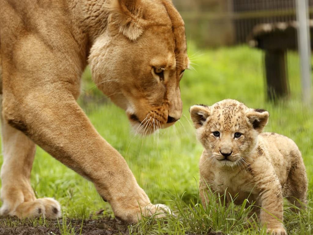 7 week-old Lion cub Roc with mum Chitwa at the Mogo Wildlife Park. Picture: Jonathan Ng