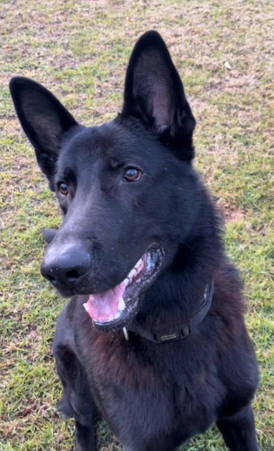 PD Gus was unscathed after an alleged attempted arson attack on a Dog Operations car.