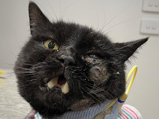 A cat is suffering after being shot in the face near Bendigo. Picture: Supplied.