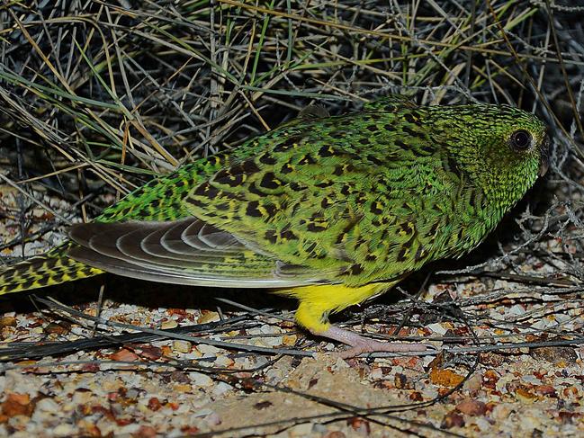 An image of the elusive Night Parrot taken by ecologist John Young on May 26, 2013 at Brighten Downs, Western Queensland. Picture: JOHN YOUNG