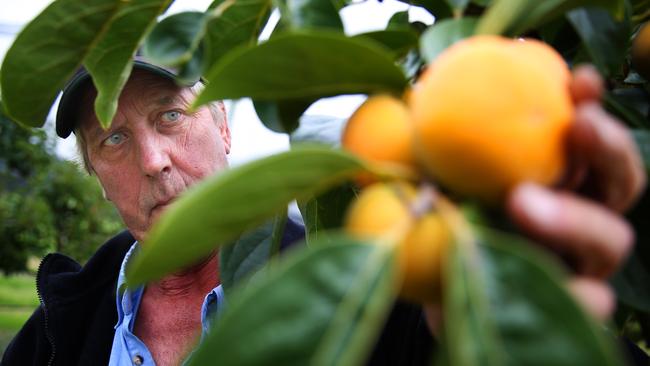 A shortage of 26,000 horticulture-industry workers is looming large in Australia. Picture: AAP