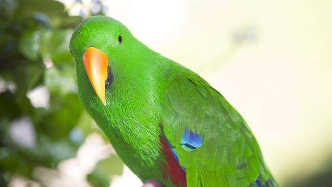 A friendly Eclectus parrot.