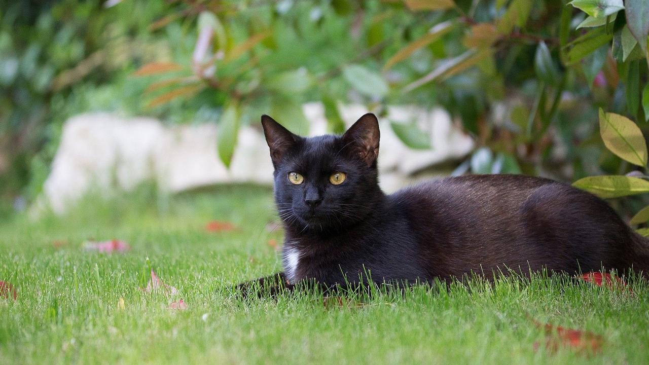 South Australia’s stray cat population booming, according to the RSPCA ...