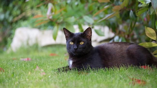 RSPCA chief executive Paul Stevenson has revealed the city has a hidden population of between 100,000 and 200,000 semi-stray cats. Picture: File