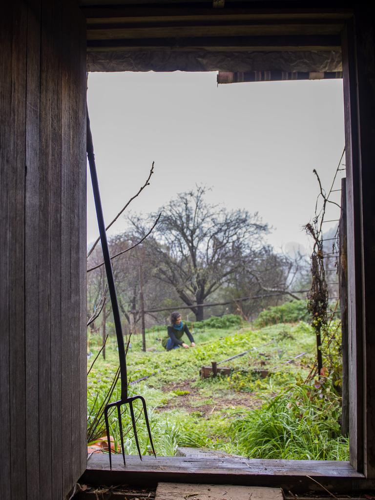 Whole Pickled Green Tomatoes - Milkwood: permaculture courses, skills +  stories