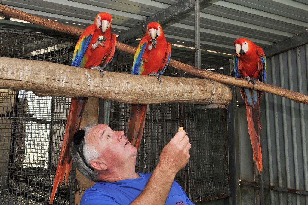 Breeding macaws comes with $20k a bird payout | Daily Telegraph