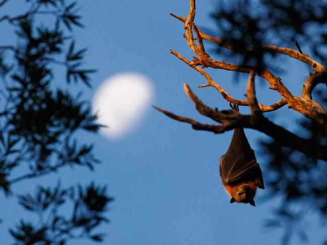 A flying fox hanging on its perch in the Centennial Park fruit bat colony at dusk. Picture by Max Mason-Hubers