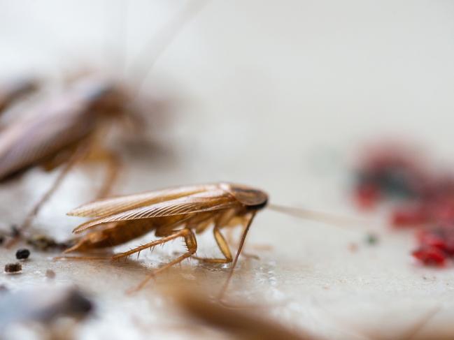 Cockroaches food. Food safety generic. Picture: iStock