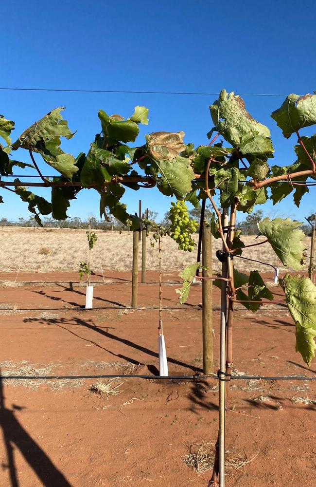 Trial grapes growing at Singleton Station July 2022