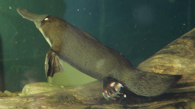 The platypus house exhibit would be demolished as part of the project.