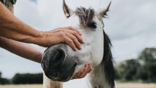 12. Bars are required by law to stable, water and feed the horses of patrons.