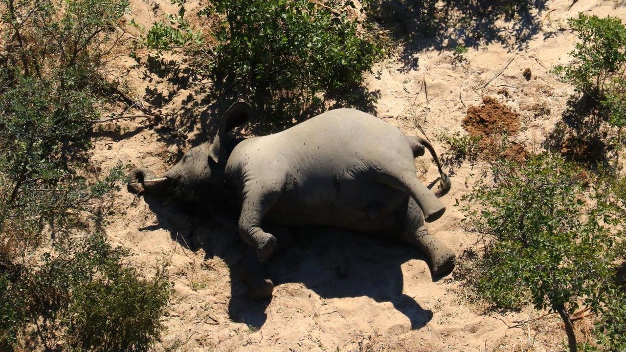 The cause of the deaths is still a mystery but it’s unlikely to be due to poachers.