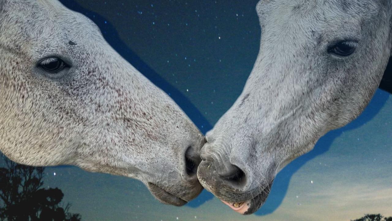 Lessons in grief and ‘quiet instruction’ … from the paddock
