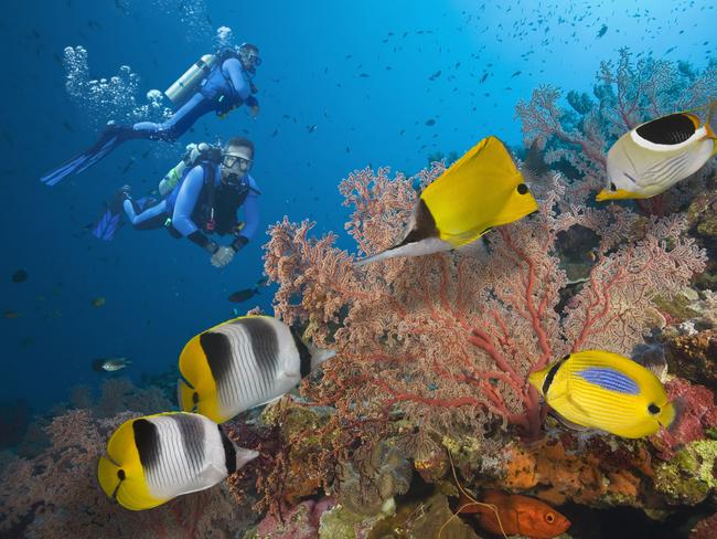 It’s been a bumper year of regrowth on the Great Barrier Reef.