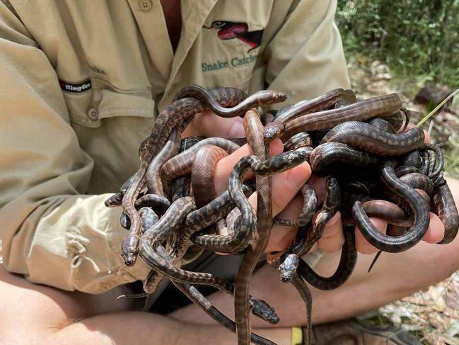 ‘Snake noodle season’: Reptiles ready to hatch