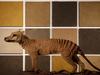 Mounted thylacine specimen, thylacinus cynocephalus (Harris 1808) from Tasmania Australia positioned in front of The Earth of Sydney, mixed media sculpture, Alan Sonfist (Sydney, 1981)