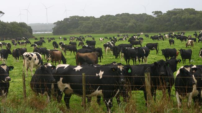 Field day at the Tasmanian Dairy Demonstration Farm, The Gums at Woolnorth, cattle try to stay dry