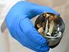 Magic mushroom stash found after keen-eyed cops spot pot