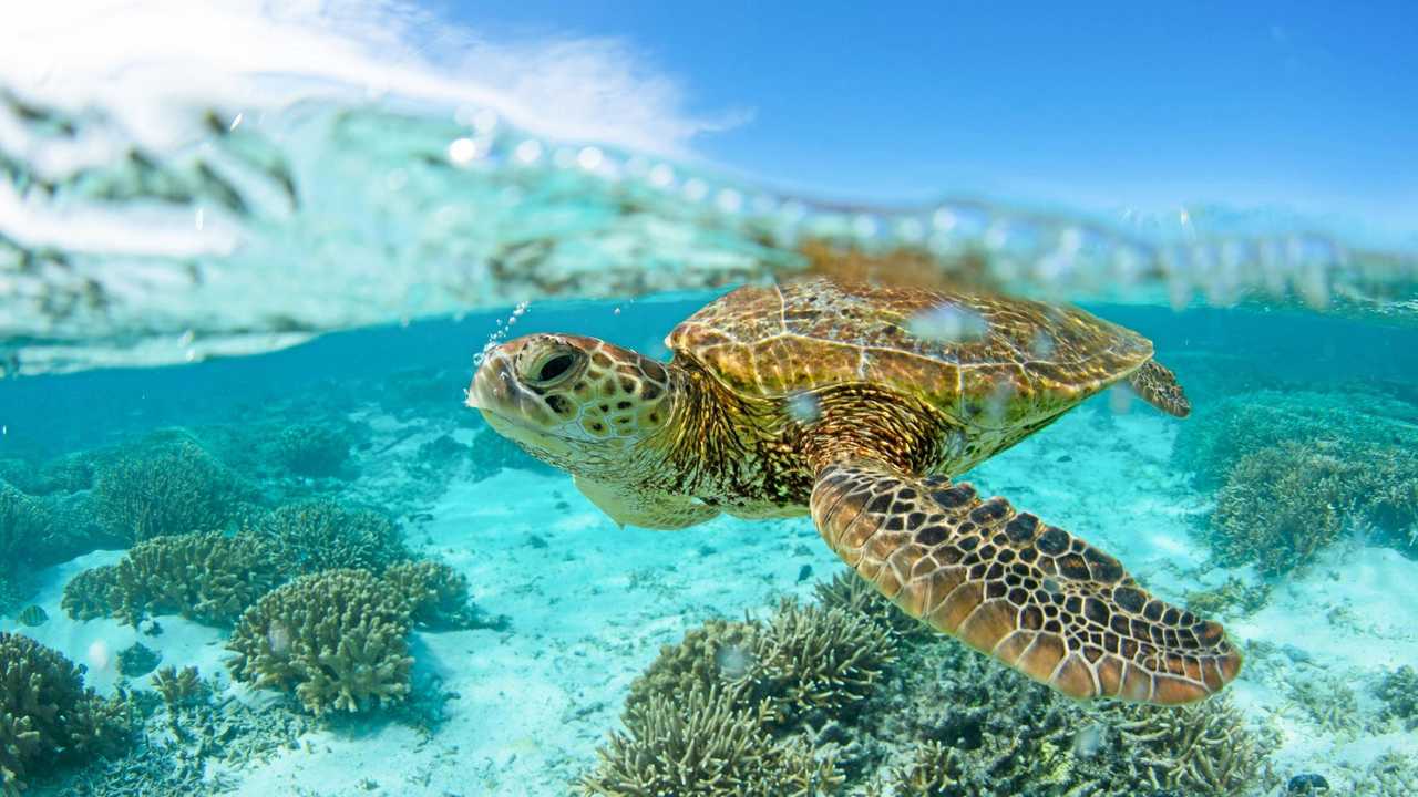 ‘Never been more important’ to save endangered turtles | The Courier Mail