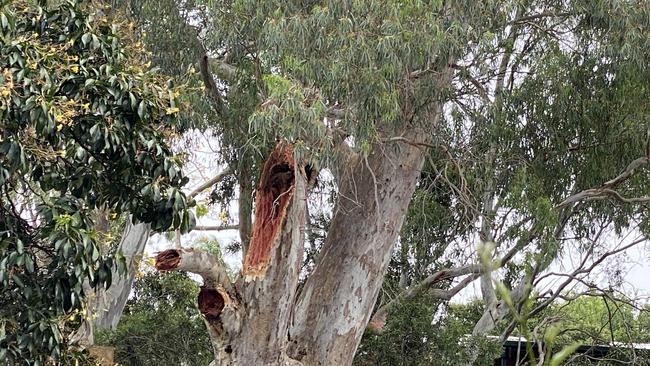 A man has died after a tree branch fell and trapped him under a pergola. Picture: Patrick James