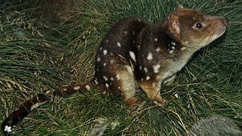 Spotted-tailed quoll