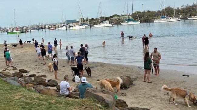 Golden Retriever Owners and Lovers group meet up for a fun day of play in the sand and waters of Carties Beach. Picture: Supplied