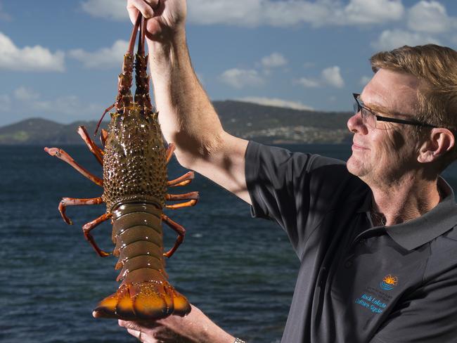 Gregory Smith, Associate Professor, Institute of Marine and Antarctic Studies, Tasmania. With a Cultured Eastern Rock Lobster at Taroona in Hobart.