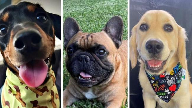 Which adorable pup should be crowned Roma's cutest dog for 2023?